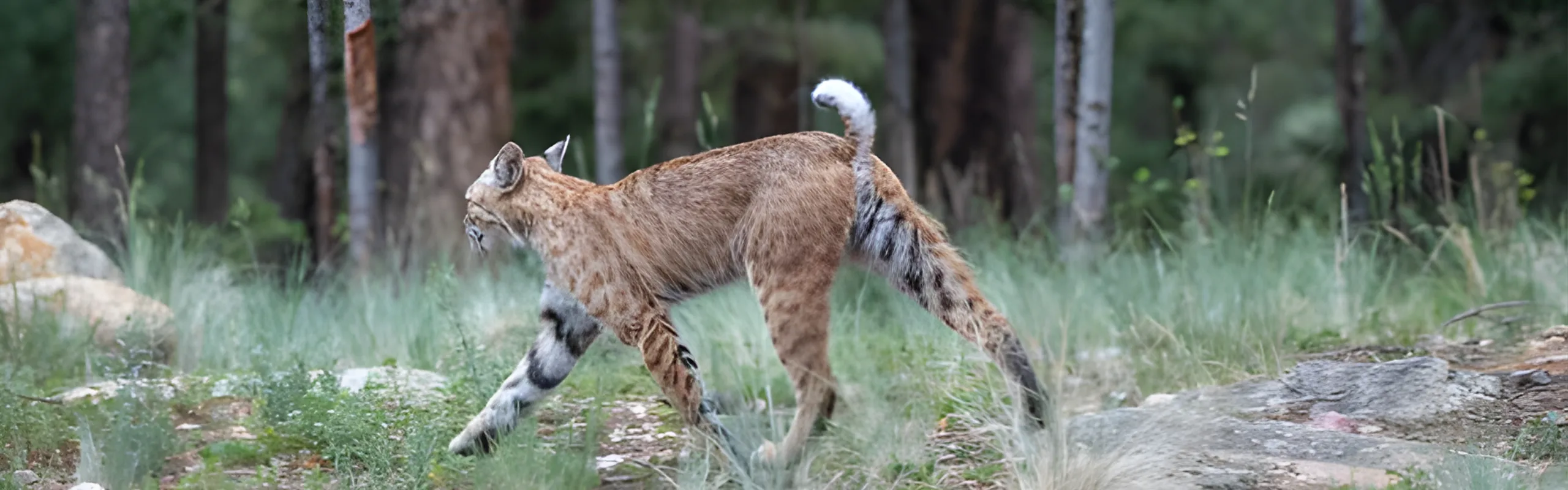 bobcat closeup