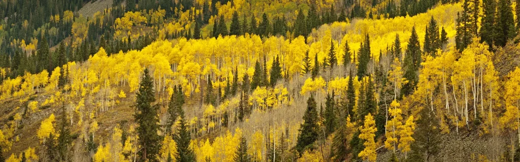 yellow colored forest autumn