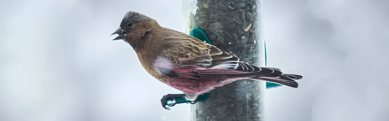 small colored bird singing