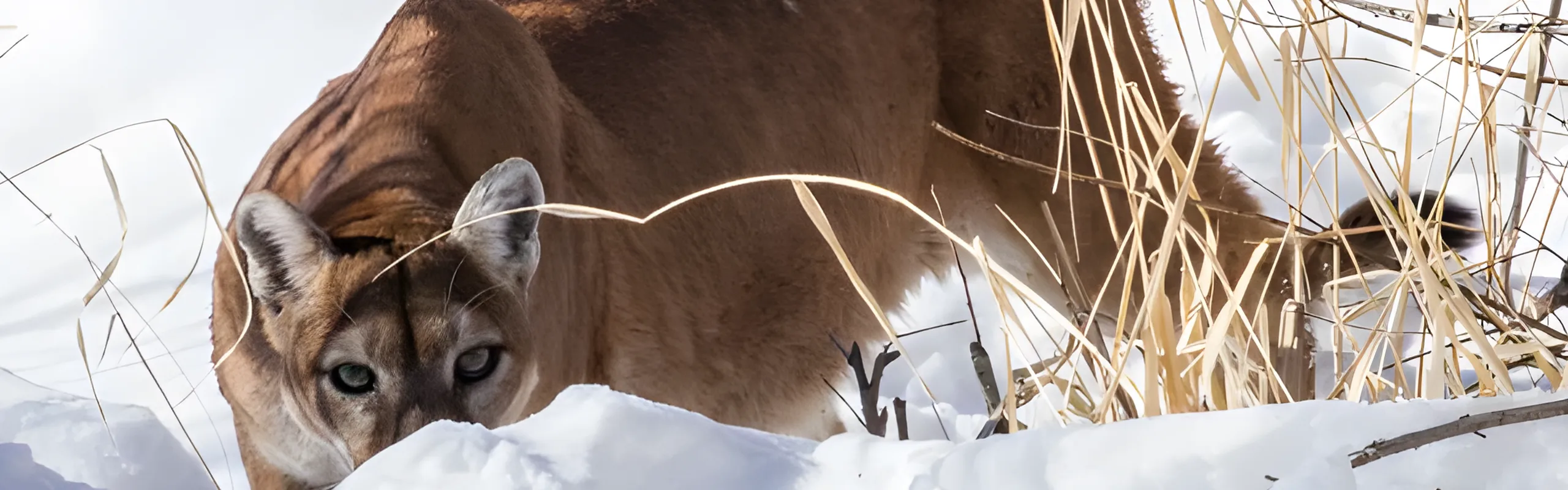 mountain lion closeup