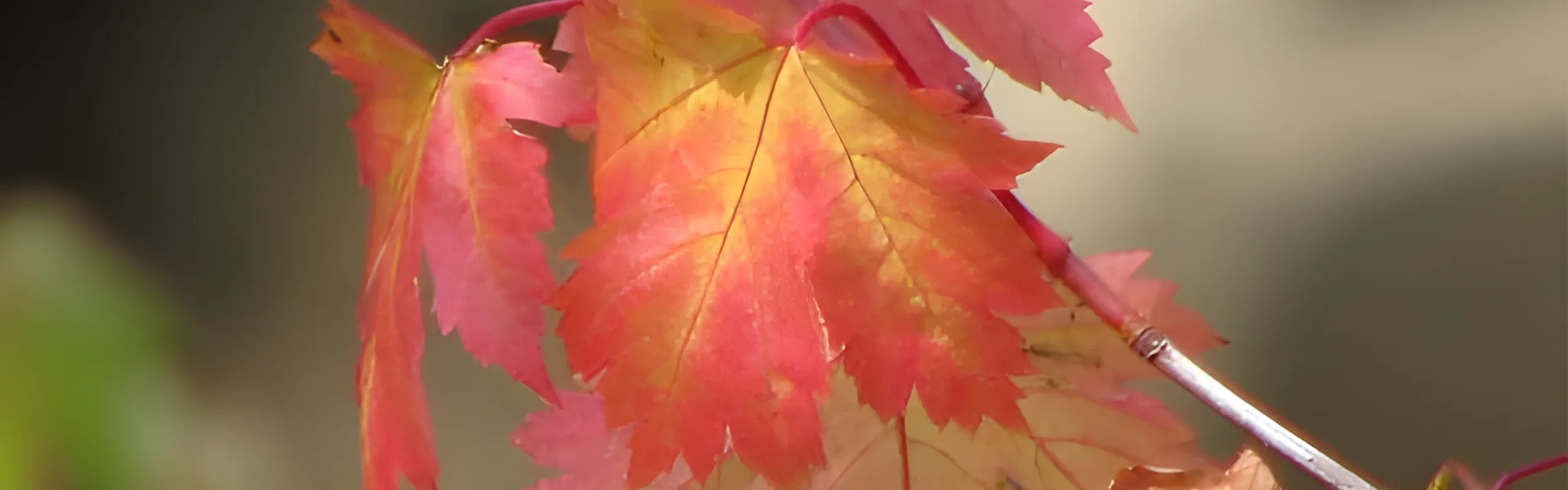 autumn leafs