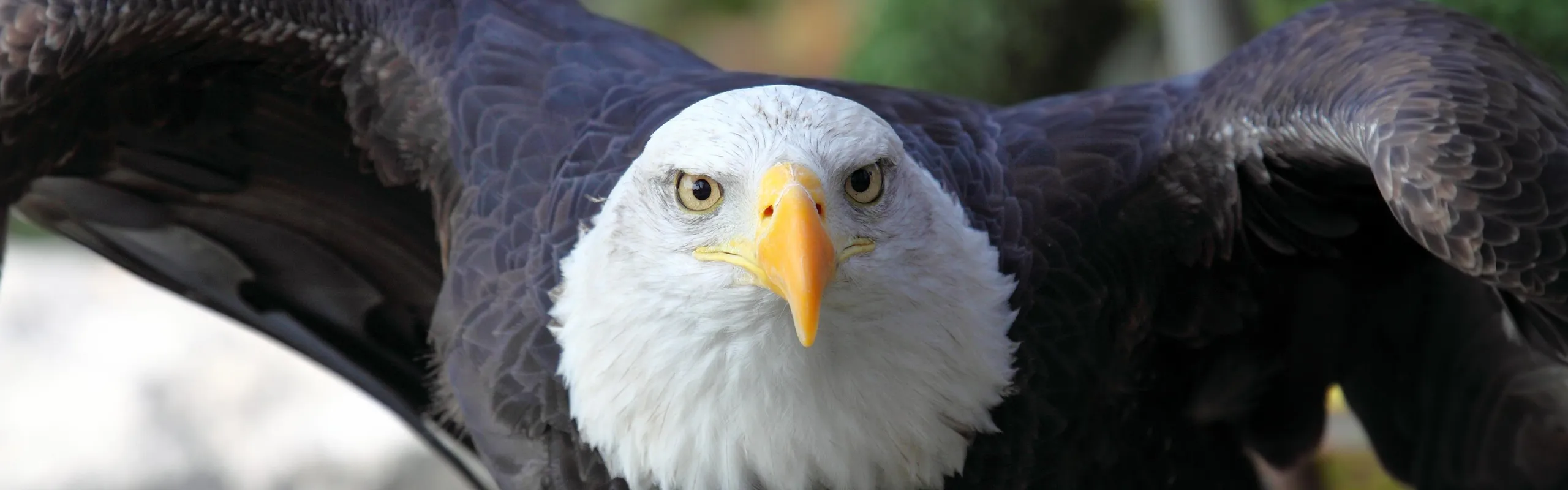 american eagle closeup