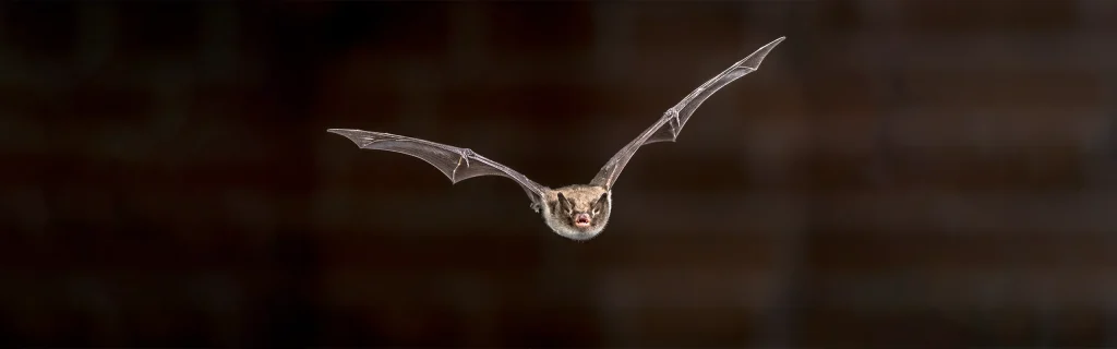 bat closeup