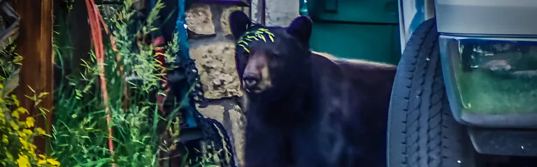 bear in the city near a car