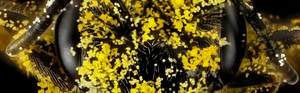 bee face closeup