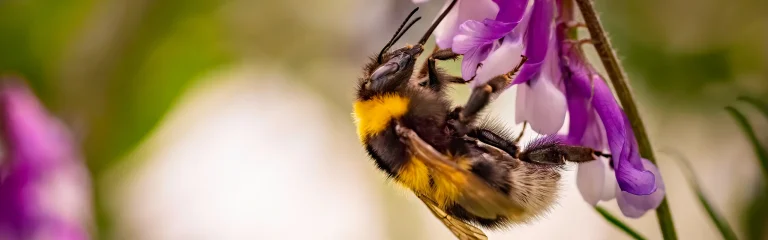 bumblebee on purple flower