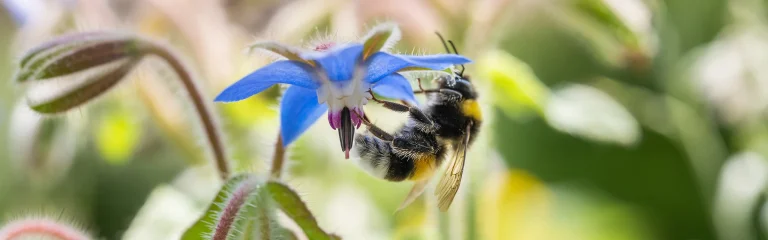 bee on a blue flower
