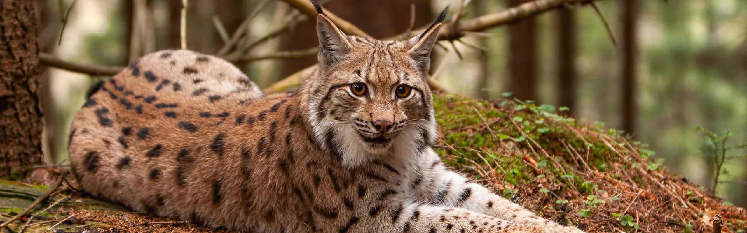 lynx closeup