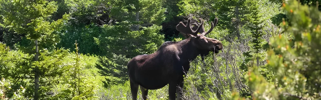 moose closeup