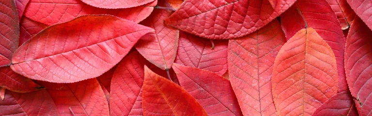 red leafs