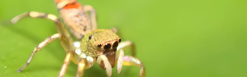 spider closeup with green background