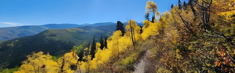 yellow colored forest in autumn