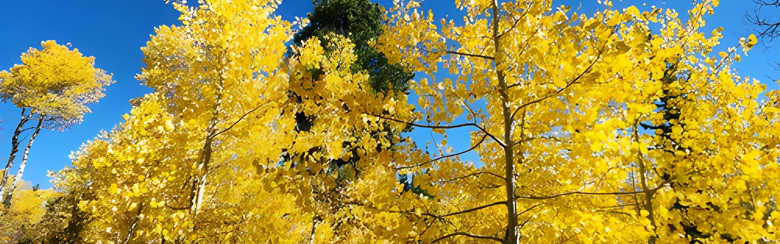 yellow colored trees in autumn